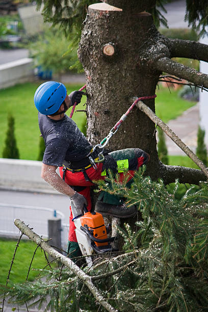 Best Lawn Mowing  in North Wales, PA